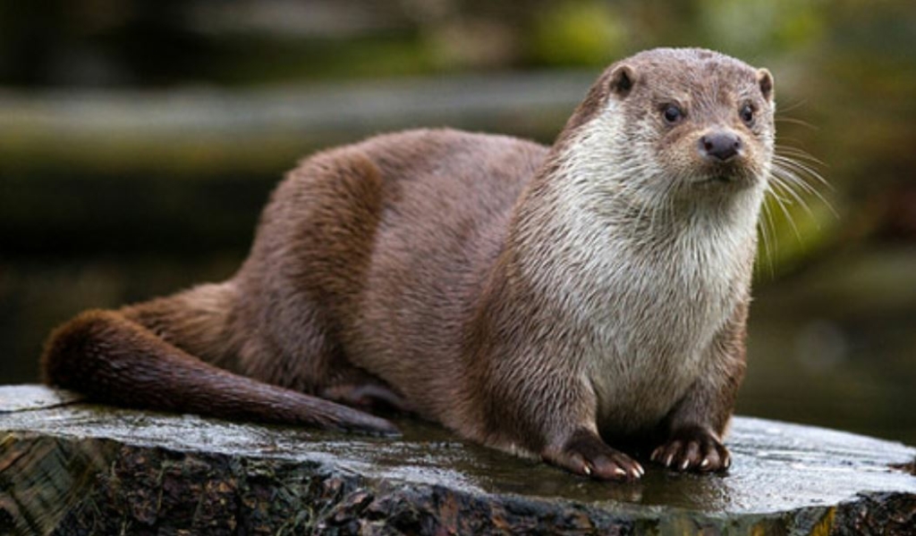 Environnement. La loutre d'Europe, discrète habitante du Thouet