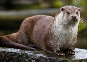 Biodiversité. Une loutre observée en Chinonais, une nouvelle rassurante