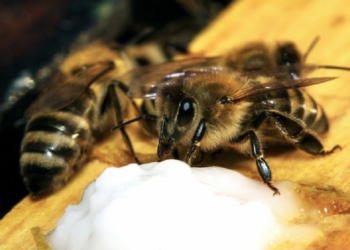 Dossier. Le nourrissement des abeilles en hiver, une pratique qui fait débat