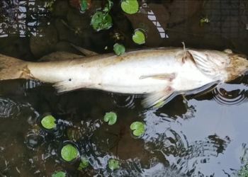 Thouarsais. Des centaines de poissons morts dans le Thouet à cause d’une pollution de l’eau