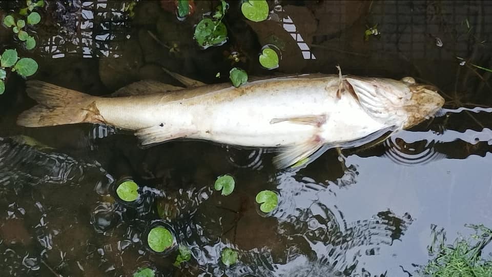 Thouarsais. Des centaines de poissons morts dans le Thouet à cause d’une pollution de l’eau