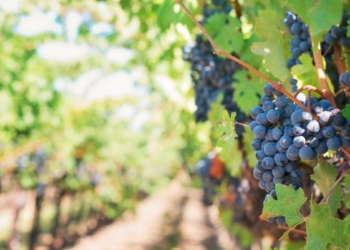 Vendanges 2022. Alors, comment sera le futur millésime ?