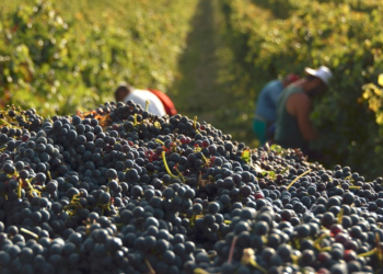 Edito de Michel Choupauvert : Cumul RSA et salaire pour les vendanges… Une bonne idée ?