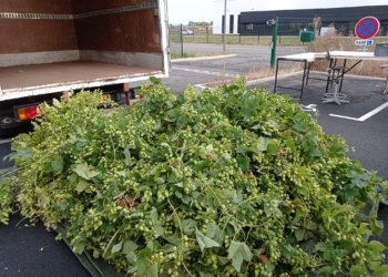 Doué-en-Anjou. Houblon des Perrières : pour une bière 100% douessine et solidaire