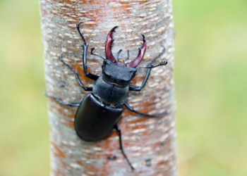 10 novembre à Montsoreau : Conférence « Les effets du changement climatique sur les insectes » à la Maison du Parc