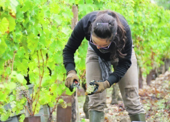 Doué-en-Anjou : Actions de découverte et de recrutement en viticulture