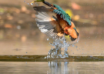 25 novembre à Gennes : Soirée projection et dédicace de « Vallis incognita », livre de photos nature sur la Loire saumuroise
