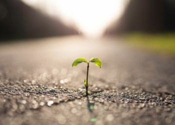 Pays de la Loire. Artificialisation des sols : La région, mauvaise élève