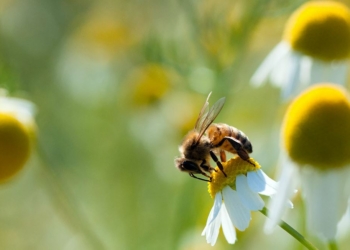 Montsoreau et Fontevraud se lance dans la création d’un Atlas de la Biodiversité Communale