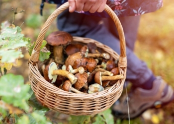 Dossier. Cueillette et consommation de champignons : attention aux risques d’intoxication !