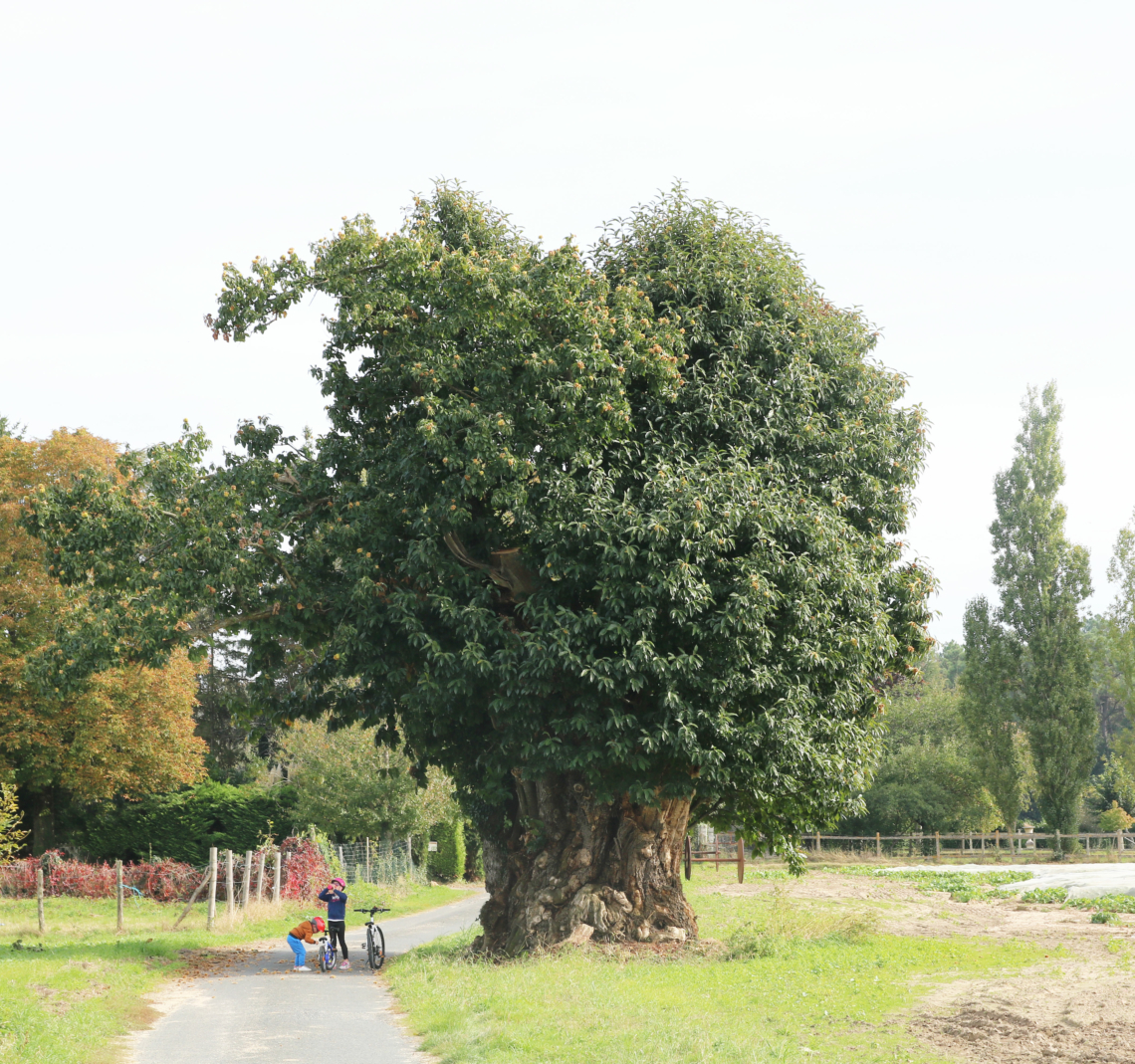 8 octobre à Neuillé. Le châtaignier millénaire sera labellisé « Arbre