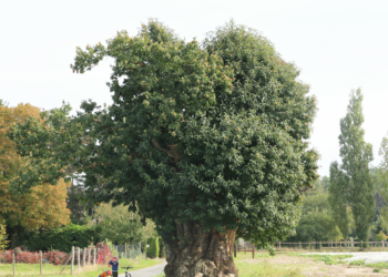 8 octobre à Neuillé. Le châtaignier millénaire sera labellisé « Arbre remarquable »
