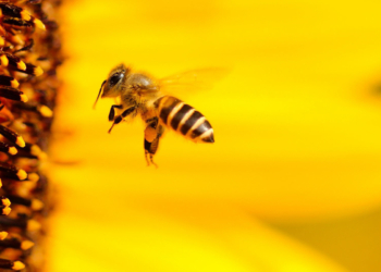 29 novembre à Montreuil-Bellay : Festival AlimenTerre au lycée Edgard Pisani