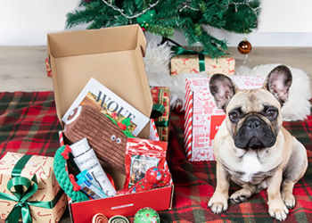 Météo du mardi 29 novembre. 52 % des Français préfèreraient offrir un cadeau de Noël à leur animal plutôt qu’à leurs enfants