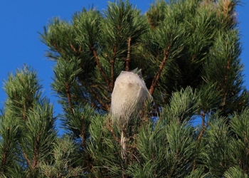 Doué-en-Anjou. Nids de chenille processionnaire : faites-vous recenser