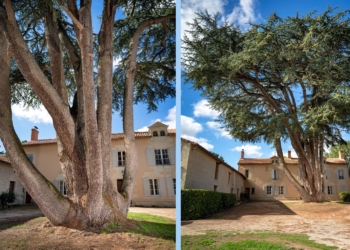 Loudunais. Un cèdre remarquable au concours de l’arbre de l’année
