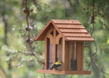 Maine-et-Loire. L’automne, la saison idéale pour installer des nichoirs