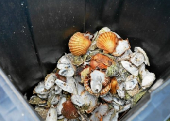Thouarsais. Déposez vos coquillages dans les déchetteries