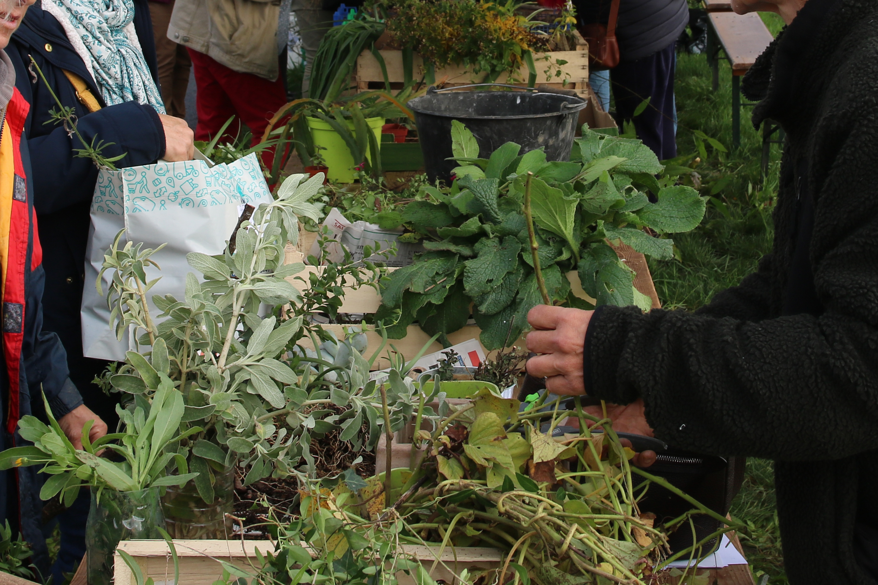 Neuillé. Troc de plantes et plantation d’arbres au verger communal