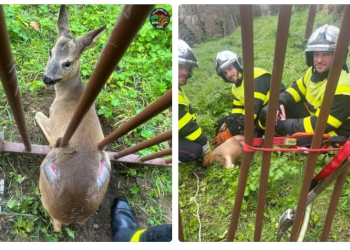 Chinon. Insolite : Les pompiers viennent en aide à un chevreuil coincé dans un portail !