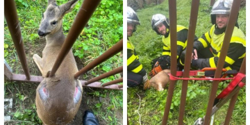 Chinon. Insolite : Les pompiers viennent en aide à un chevreuil coincé dans un portail !