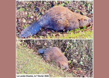 La Lande-Chasles. Un castor observé dans cette commune en plein coeur de la forêt