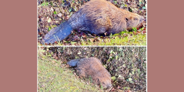La Lande-Chasles. Un castor observé dans cette commune en plein coeur de la forêt