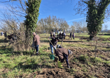 Saumur. En images : Une micro-forêt a vu le jour près du cinéma !
