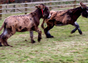 Saumur. Un Saumurois lance un appel pour retrouver ses 2 ânesses disparues lors de la crue