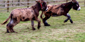 Saumur. Un Saumurois lance un appel pour retrouver ses 2 ânesses disparues lors de la crue