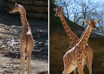 Doué-en-Anjou. Un girafon est né au Bioparc !