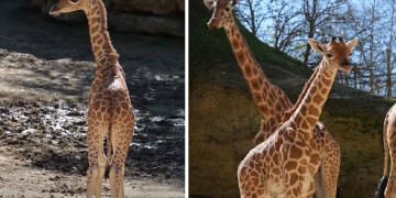 Doué-en-Anjou. Un girafon est né au Bioparc !