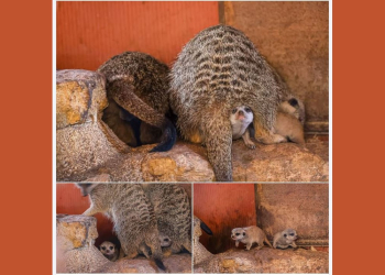 Doué-en-Anjou. De petits suricates sont nés au Bioparc