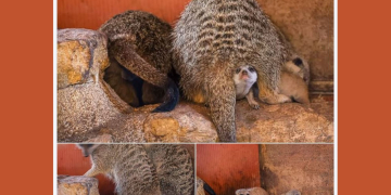 Doué-en-Anjou. De petits suricates sont nés au Bioparc