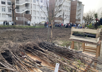 Saumur. En images : Une forêt plantée au milieu des immeubles dans le Chemin Vert