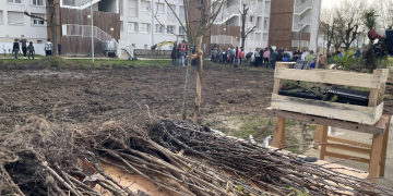 Saumur. En images : Une forêt plantée au milieu des immeubles dans le Chemin Vert