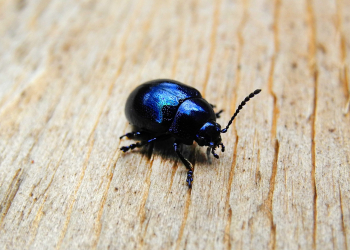 28 avril. Une conférence gratuite sur les coléoptères à Saint Hilaire Saint Florent
