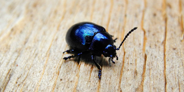 28 avril. Une conférence gratuite sur les coléoptères à Saint Hilaire Saint Florent