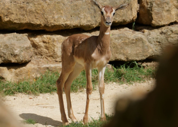 Doué-en-Anjou. Nioro du Sahel, une gazelle Dama Mhorr, est né il y a peu au Bioparc