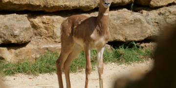 Doué-en-Anjou. Nioro du Sahel, une gazelle Dama Mhorr, est né il y a peu au Bioparc