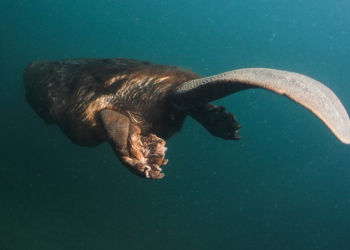 14 avril à Turquant. Ciné-débat : « Castor, la force de la nature »