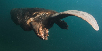 14 avril à Turquant. Ciné-débat : « Castor, la force de la nature »