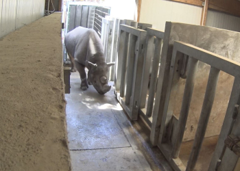 Doué-en-Anjou. En images et en vidéo : L&rsquo;impressionnante arrivée d&rsquo;un rhinocéros noir au Bioparc