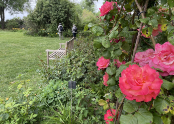 Doué-en-Anjou. En images : Les Chemins de la Rose, la plus grande roseraie des Pays de la Loire