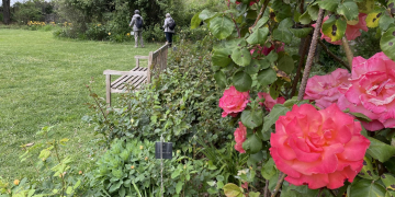 Doué-en-Anjou. En images : Les Chemins de la Rose, la plus grande roseraie des Pays de la Loire