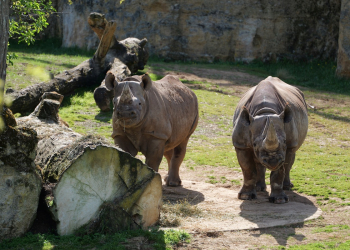 Doué-en-Anjou. Le Bioparc s’apprête à accueillir un rhinocéros noir en provenance d’un parc animalier d’Angleterre