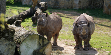 Doué-en-Anjou. Le Bioparc s’apprête à accueillir un rhinocéros noir en provenance d’un parc animalier d’Angleterre