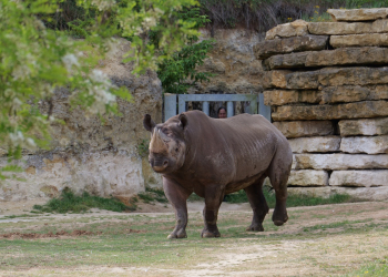 Doué-en-Anjou. En vidéo : Jumaane, le rhinocéros noir de plus d&rsquo;une tonne a pris ses quartiers et a rencontré le public