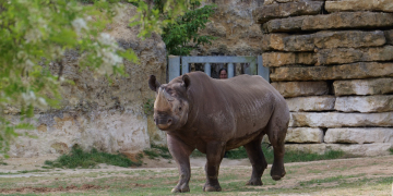 Doué-en-Anjou. En vidéo : Jumaane, le rhinocéros noir de plus d&rsquo;une tonne a pris ses quartiers et a rencontré le public