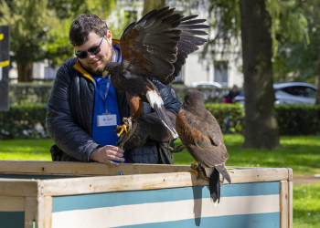 Chinon. Des rapaces utilisés pour faire fuir les corbeaux